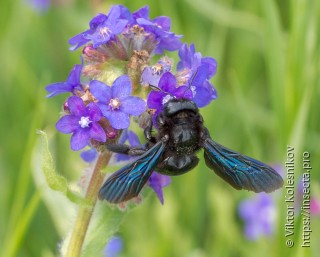 Xylocopa violacea