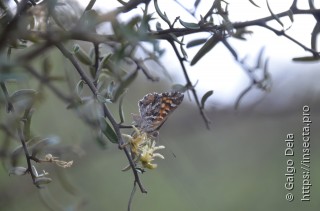 Aricoris chilensis