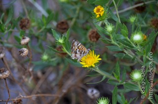 Aricoris chilensis