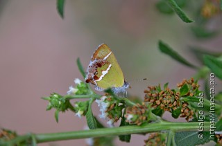 Chlorostrymon simaethis