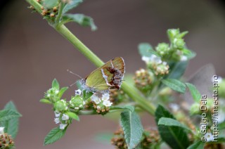 Chlorostrymon simaethis