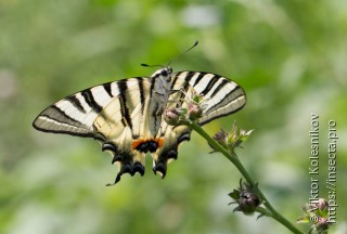 Iphiclides podalirius