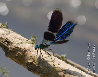 Calopteryx splendens