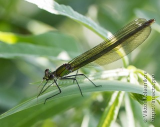 Calopteryx splendens