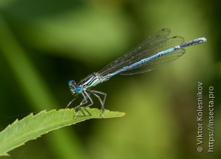 Platycnemis pennipes