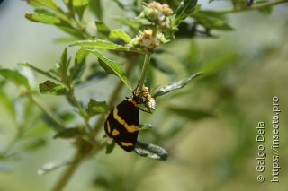 Vianania argentinensis