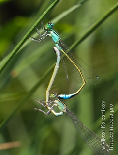 Platycnemis pennipes