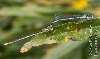 Platycnemis pennipes