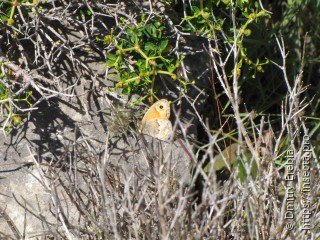 Имаго  Coenonympha thyrsis