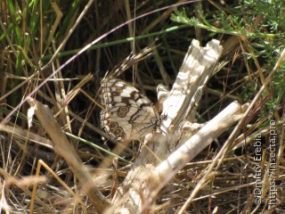 Melanargia ines