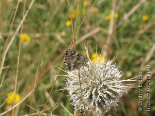 Melanargia lucasi