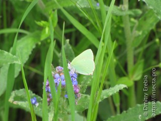 Имаго  Callophrys herculeana