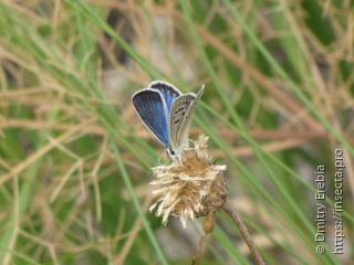 Имаго  Polyommatus carmonides