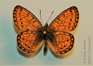 Boloria eunomia