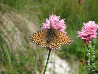 Boloria eunomia