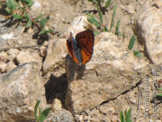 Lycaena alciphron