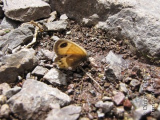 Имаго  Coenonympha vaucheri