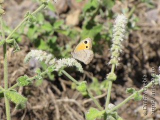 Имаго  Hyponephele maroccana