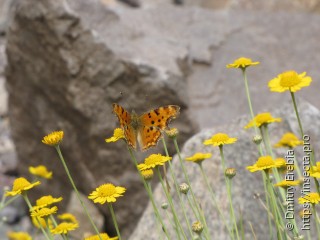 Polygonia c-album