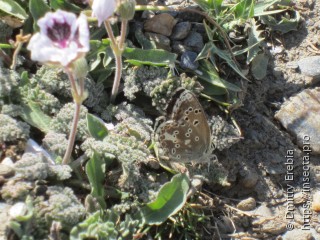 Aricia morronensis