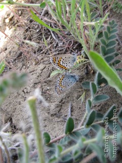 Plebejus maracandicus