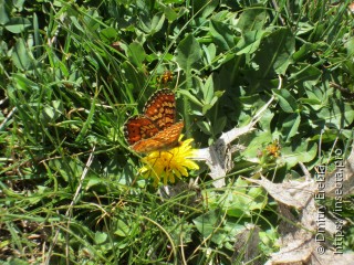 Имаго  Euphydryas desfontainii