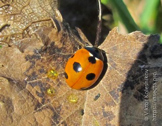 Coccinella magnifica