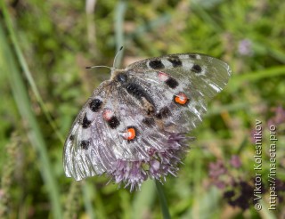 Parnassius apollo