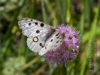 Parnassius apollo