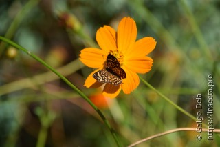 Phystis simois variegata