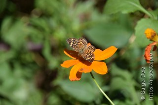 Phystis simois variegata