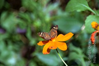 Phystis simois variegata