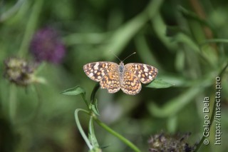 Phystis simois variegata