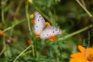 Anartia jatrophae