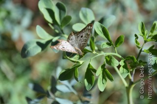 Anartia jatrophae