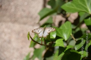 Anartia jatrophae