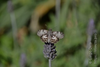 Chiomara asychis autander