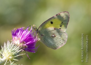 Colias erate