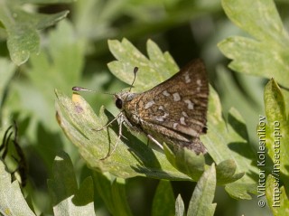 Hesperia comma