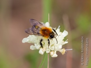 Bombus pascuorum