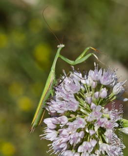 Mantis religiosa