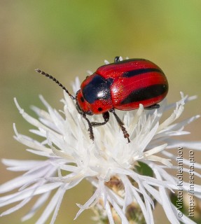 Entomoscelis adonidis