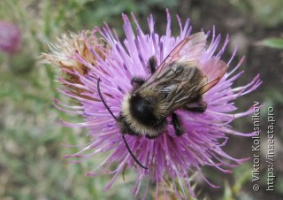 Bombus