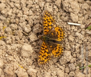 Boloria dia