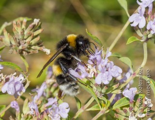 Bombus terrestris