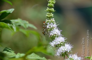 Atteva punctella