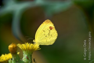 Eurema leuce