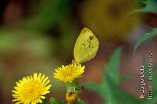 Eurema leuce