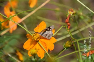 Libytheana carinenta carinenta