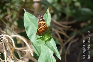 Hypanartia bella